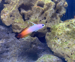 Firefish Goby