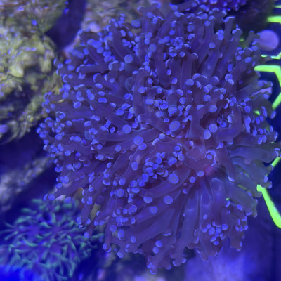 reeferreefer