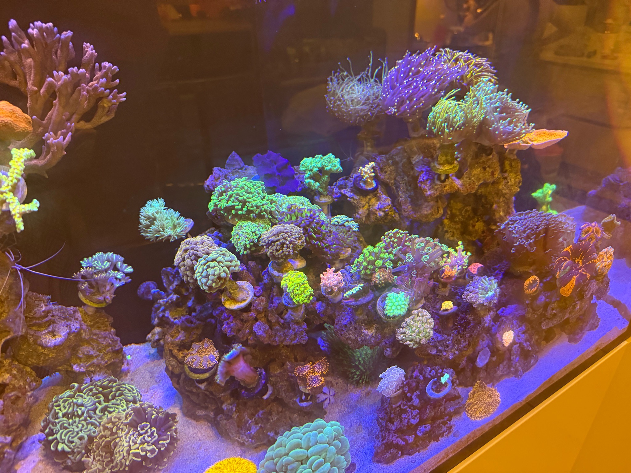 Mixed coral reef with clownfish yellow tang and blue tang - clownfish, yellow tang, blue tang (photo 2)