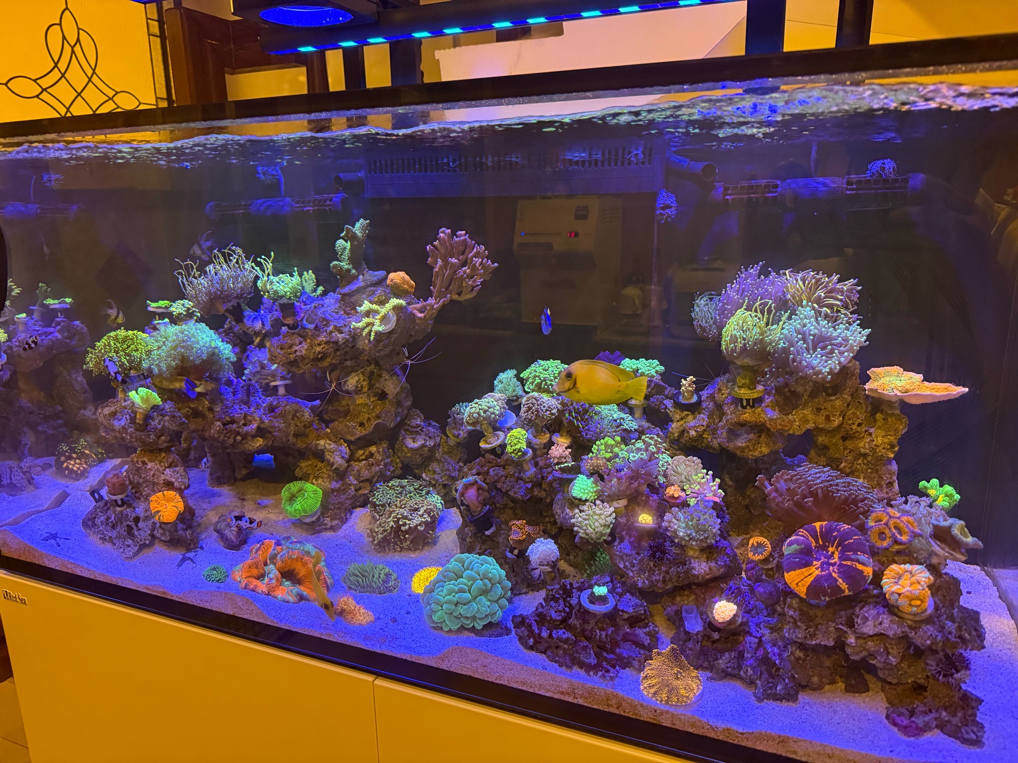 Mixed coral reef with clownfish yellow tang and blue tang - clownfish, yellow tang, blue tang