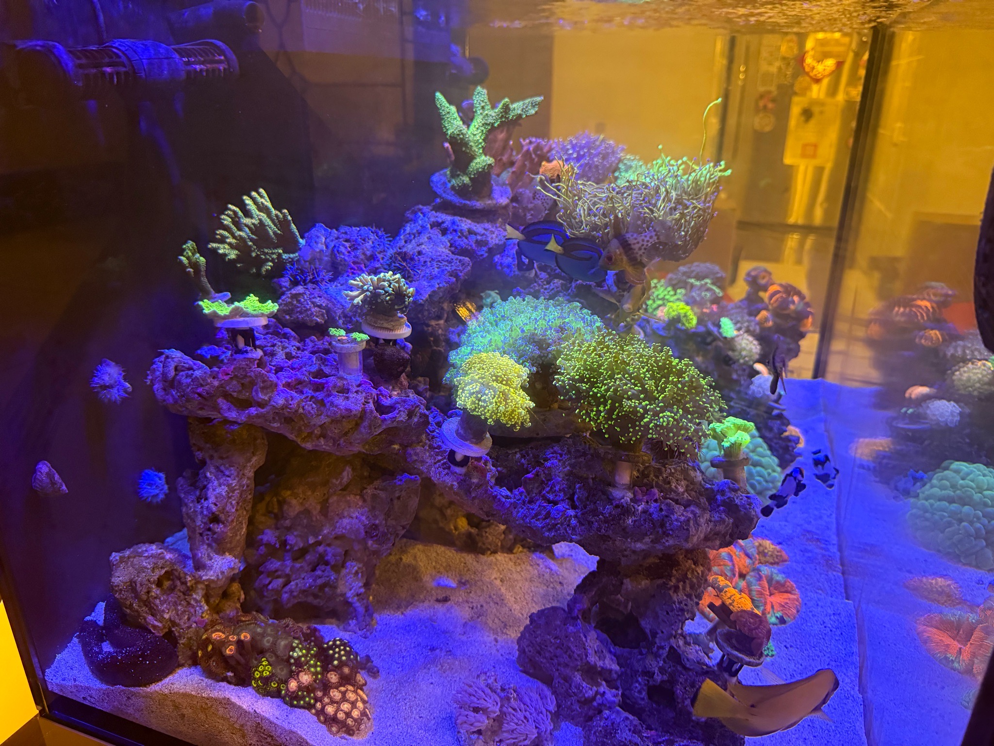 Mixed coral reef with clownfish yellow tang and blue tang - clownfish, yellow tang, blue tang (photo 3)