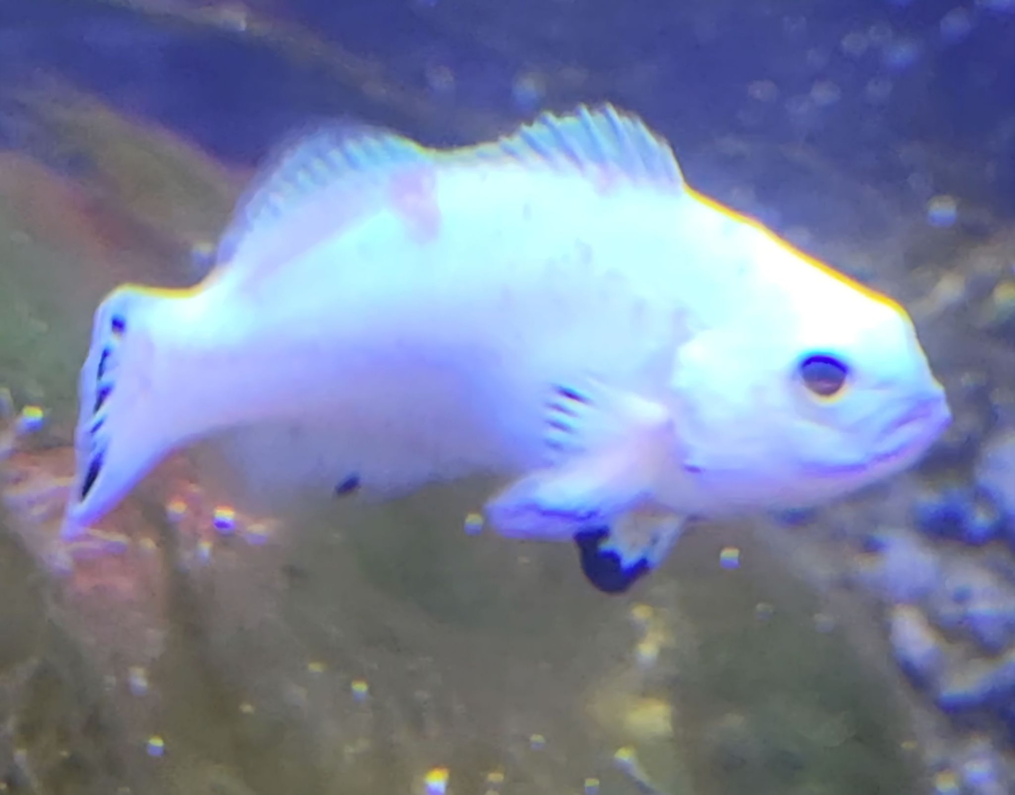 Looking for advice, sorry the quality is terrible. My clown developed these brown-ish/pink...