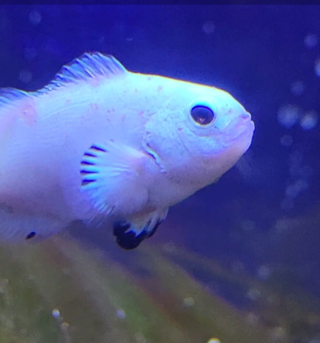 Why does my clownfish have brown pink spots on dorsal fin - clownfish, nem (photo 2)