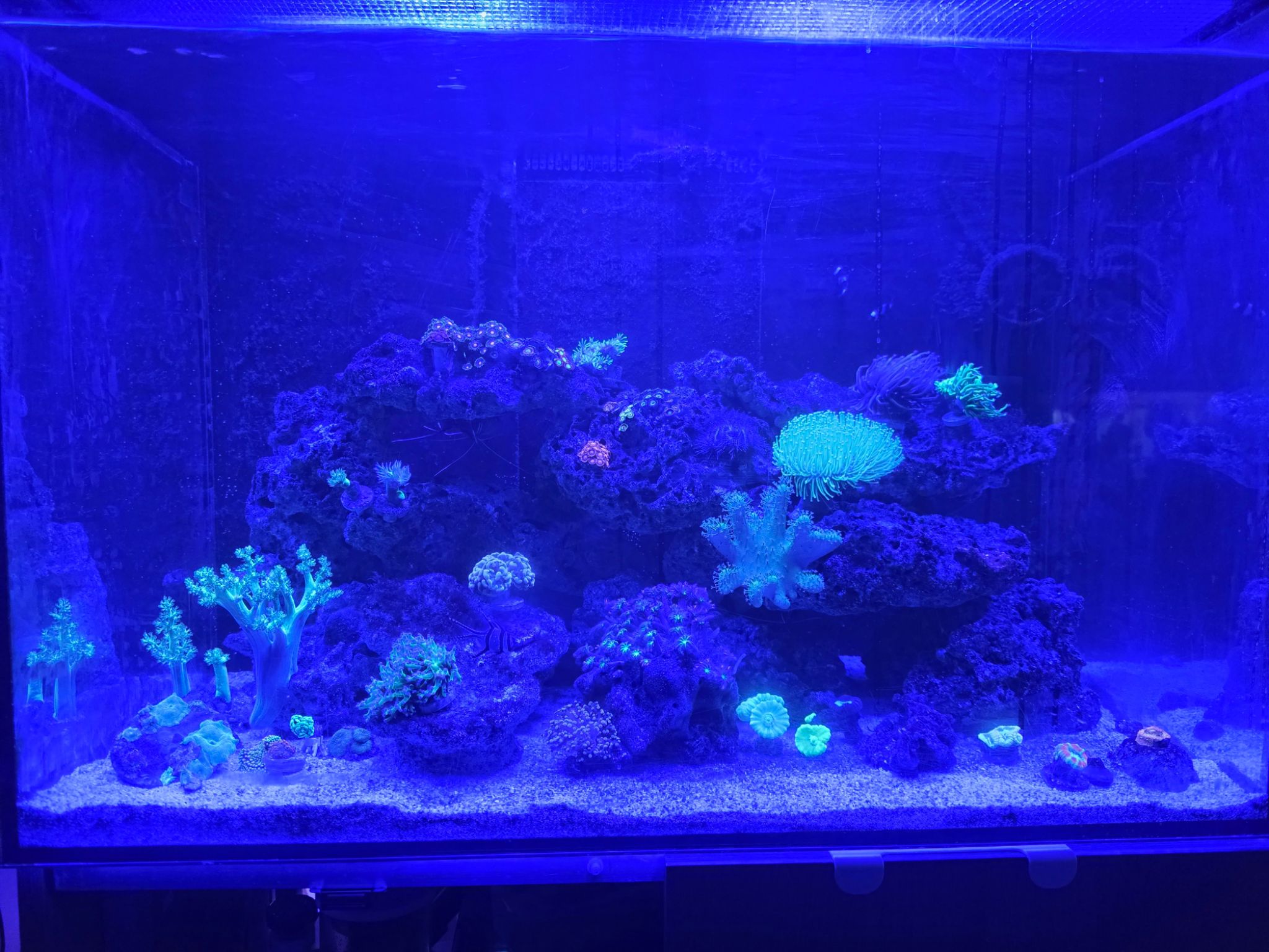 New reef tank hobbyist dealing with low phosphate levels - zoanthids, torch coral, hammer coral