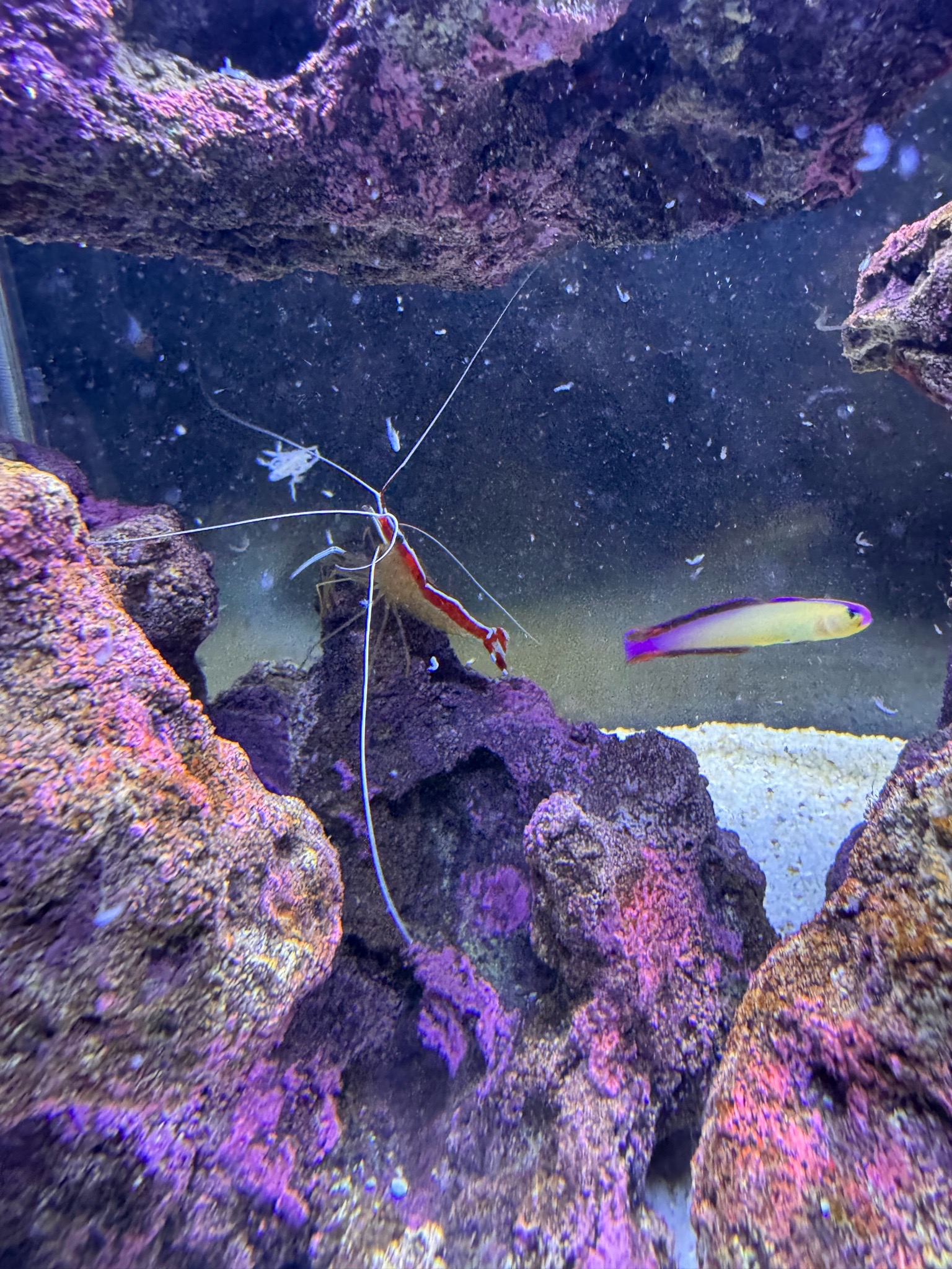 What is the best quiet power head for a 168 litre reef tank - Cleaner Shrimp, Royal Gramma