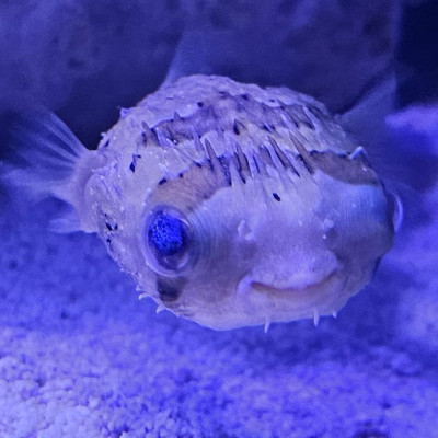 KITO
