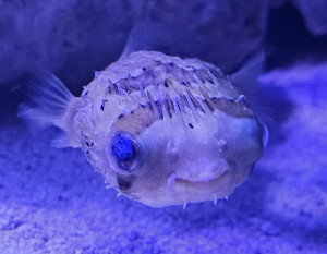 Porcupine Puffer