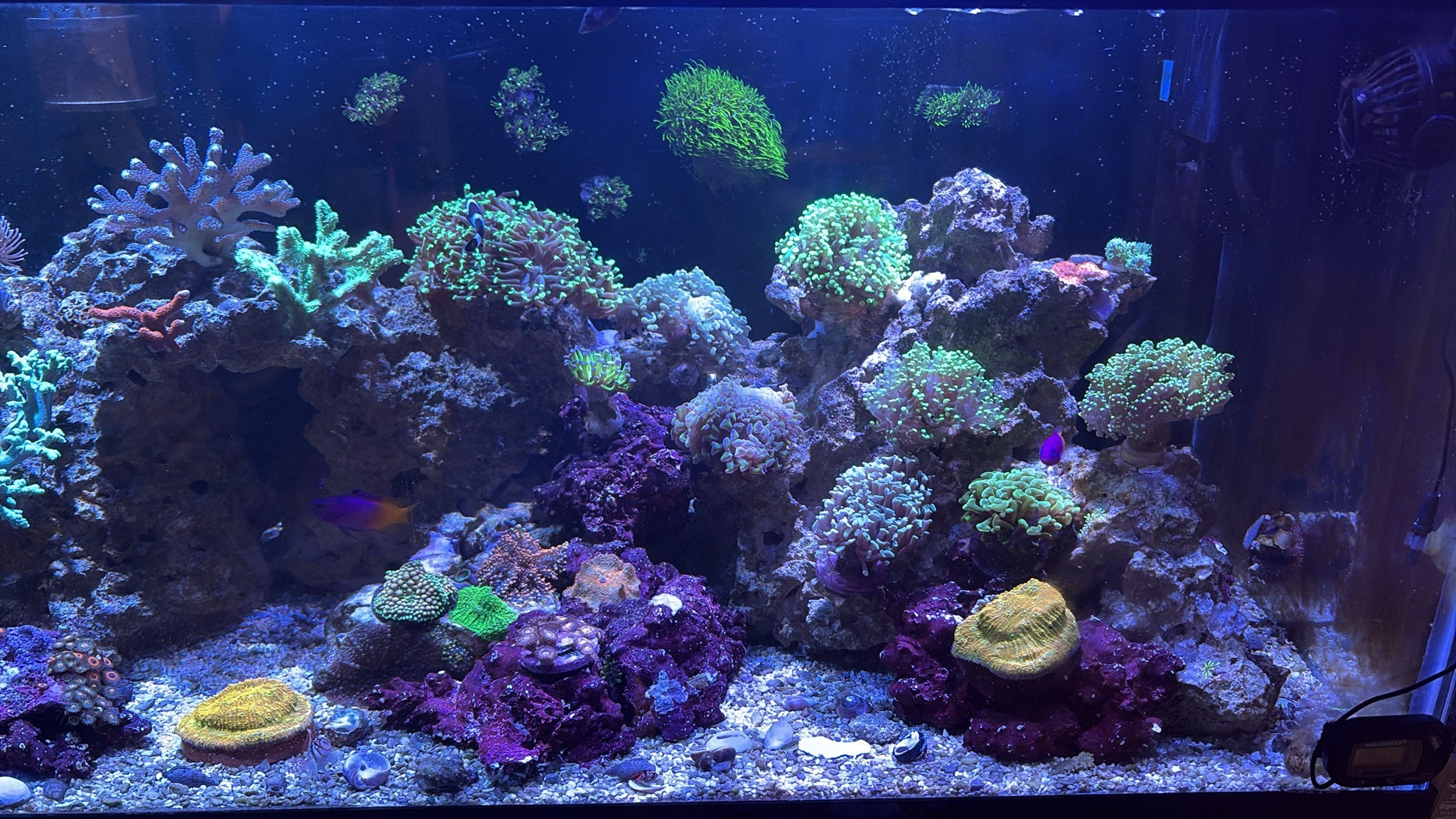 Mixed corals and fish in a reef aquarium setup - clownfish, hammer coral, frogspawn coral