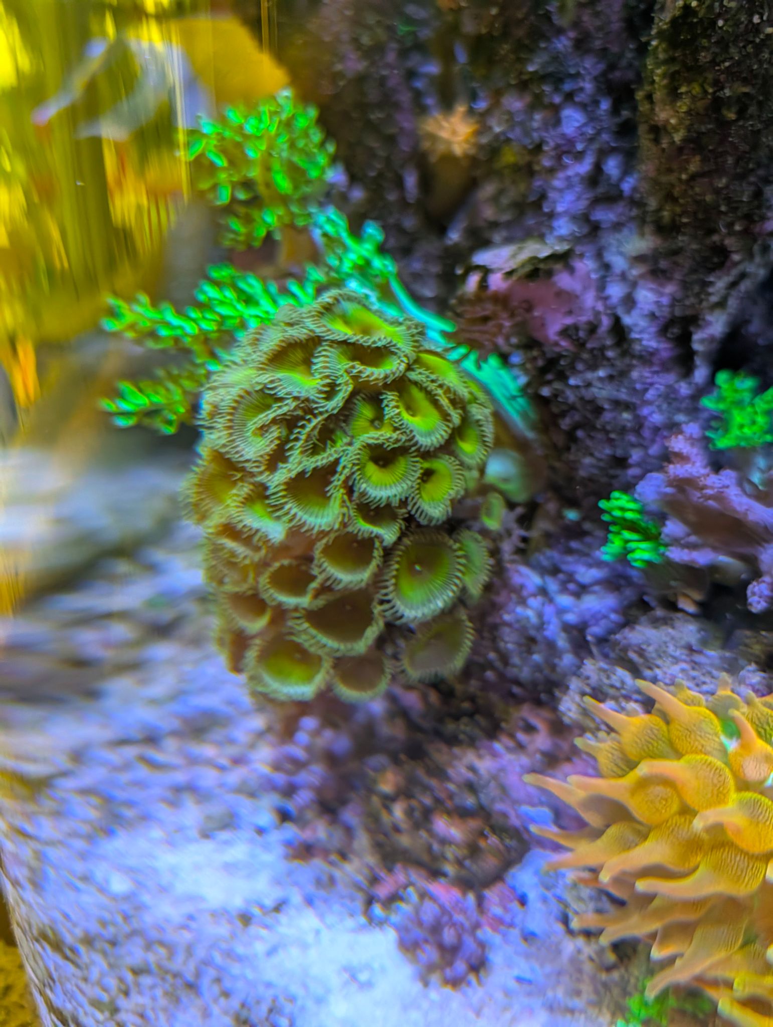 Blue tang clownfish and foxface rabbitfish in reef tank showcase - Blue Tang, Clownfish, Foxface Rabbitfish (photo 4)