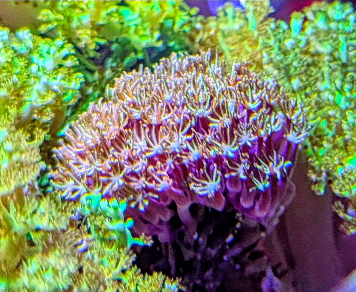 Blue tang clownfish and foxface rabbitfish in reef tank showcase - Blue Tang, Clownfish, Foxface Rabbitfish (photo 3)