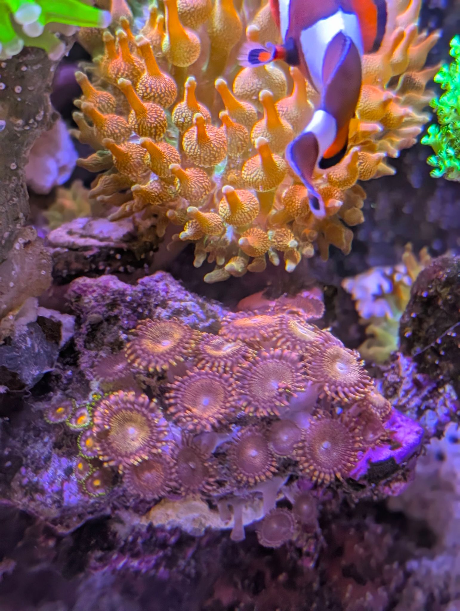 Blue tang clownfish and foxface rabbitfish in reef tank showcase - Blue Tang, Clownfish, Foxface Rabbitfish (photo 8)