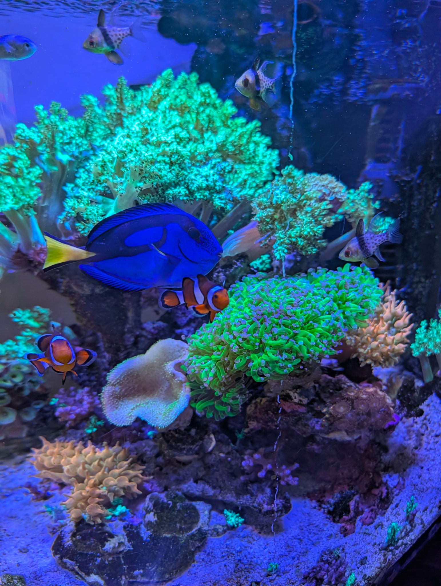 Blue tang clownfish and foxface rabbitfish in reef tank showcase - Blue Tang, Clownfish, Foxface Rabbitfish