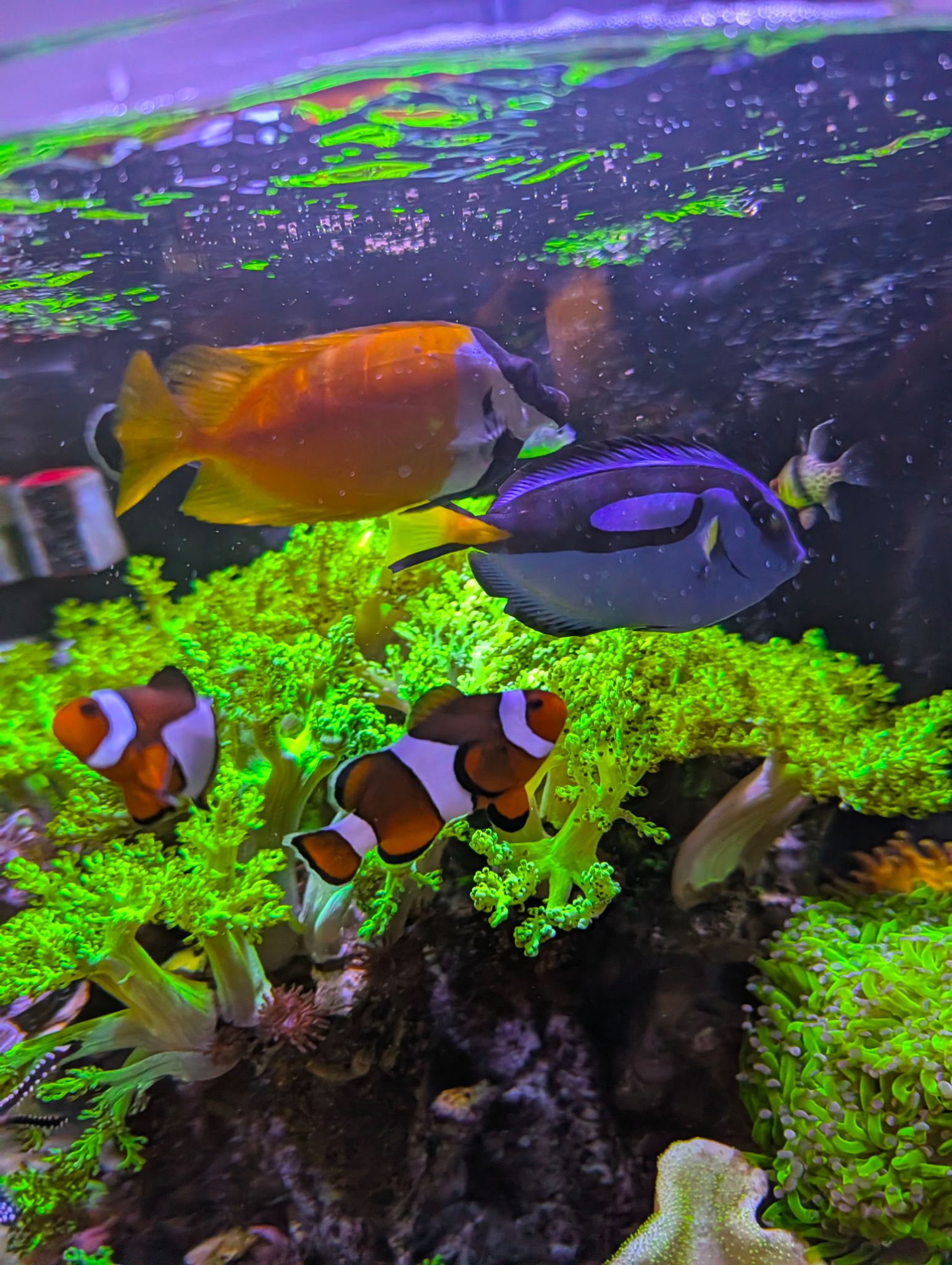 Blue tang clownfish and foxface rabbitfish in reef tank showcase - Blue Tang, Clownfish, Foxface Rabbitfish (photo 2)