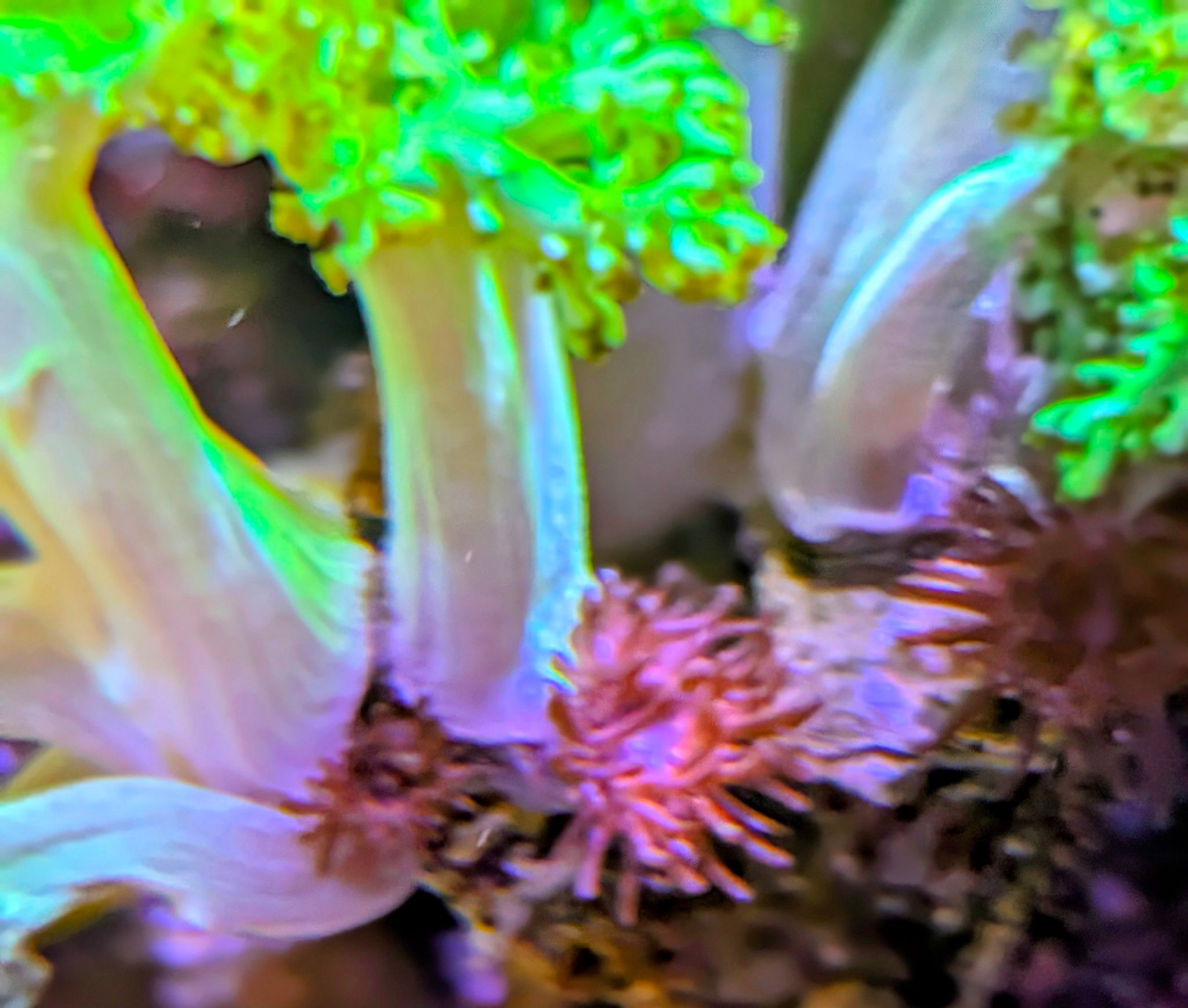 Blue tang clownfish and foxface rabbitfish in reef tank showcase - Blue Tang, Clownfish, Foxface Rabbitfish (photo 7)