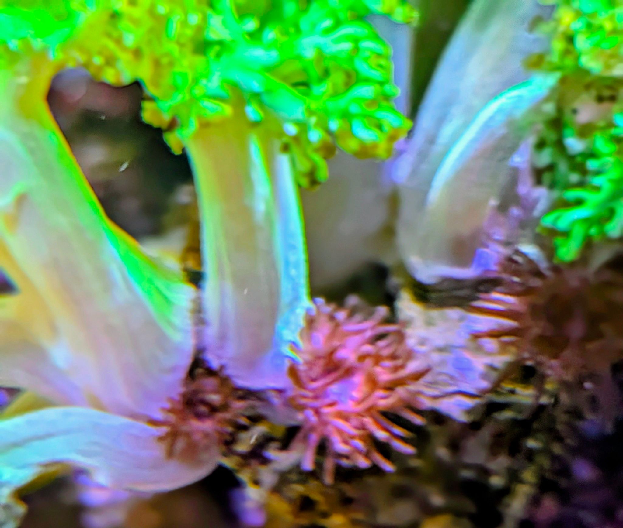 Blue tang clownfish and foxface rabbitfish in reef tank showcase - Blue Tang, Clownfish, Foxface Rabbitfish (photo 5)