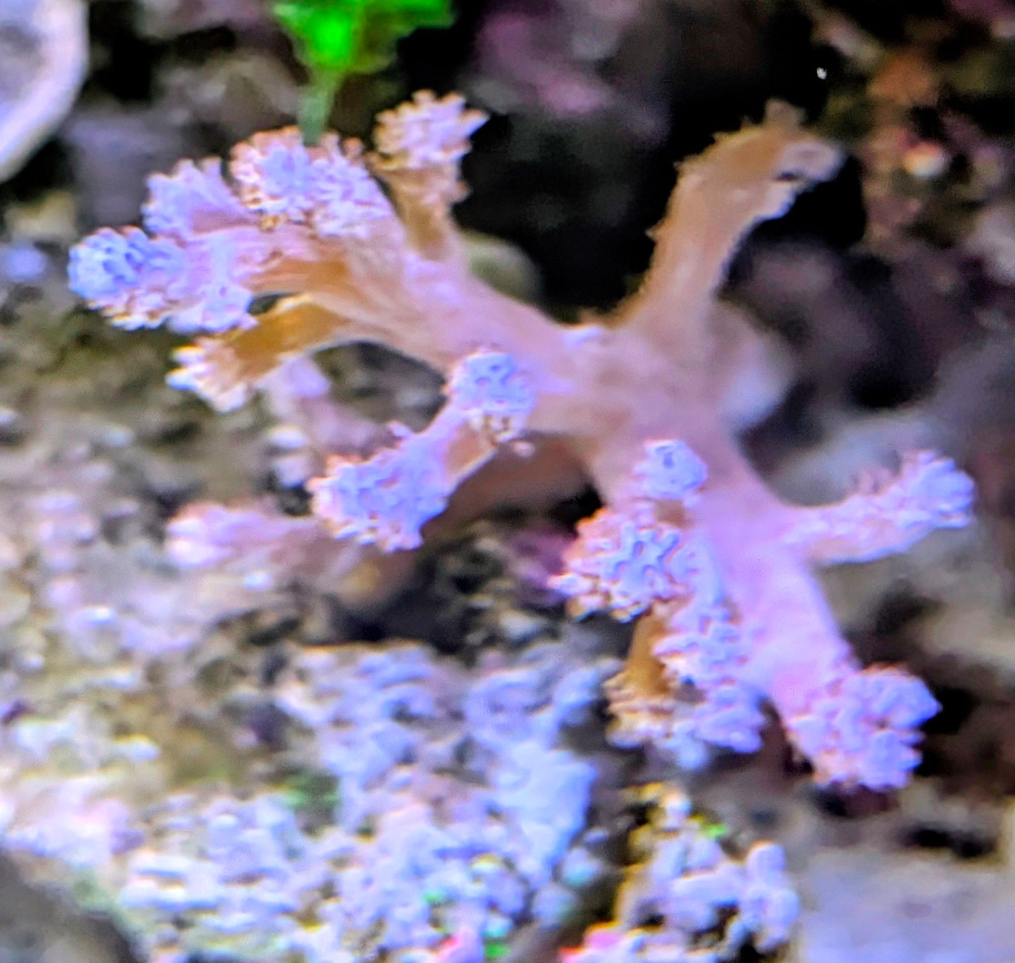 Blue tang clownfish and foxface rabbitfish in reef tank showcase - Blue Tang, Clownfish, Foxface Rabbitfish (photo 6)