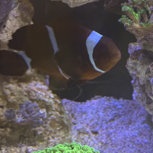 Lightning Maroon Clownfish