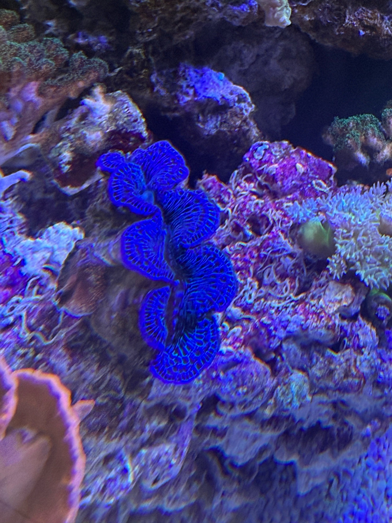 Copperband butterflyfish mandarinfish and bubble tip anemone showcase - Copperband Butterflyfish, Mandarinfish, Bubble Tip An (photo 6)