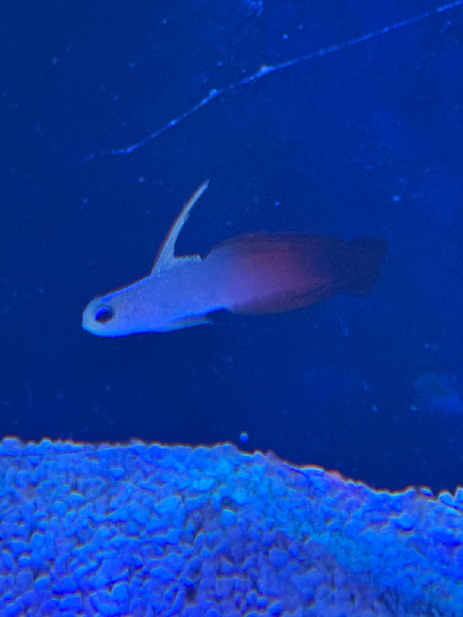 Copperband butterflyfish mandarinfish and bubble tip anemone showcase - Copperband Butterflyfish, Mandarinfish, Bubble Tip An (photo 4)