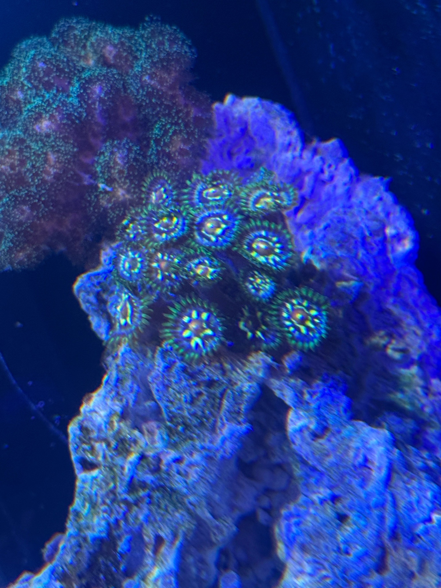 Copperband butterflyfish mandarinfish and bubble tip anemone showcase - Copperband Butterflyfish, Mandarinfish, Bubble Tip An (photo 5)
