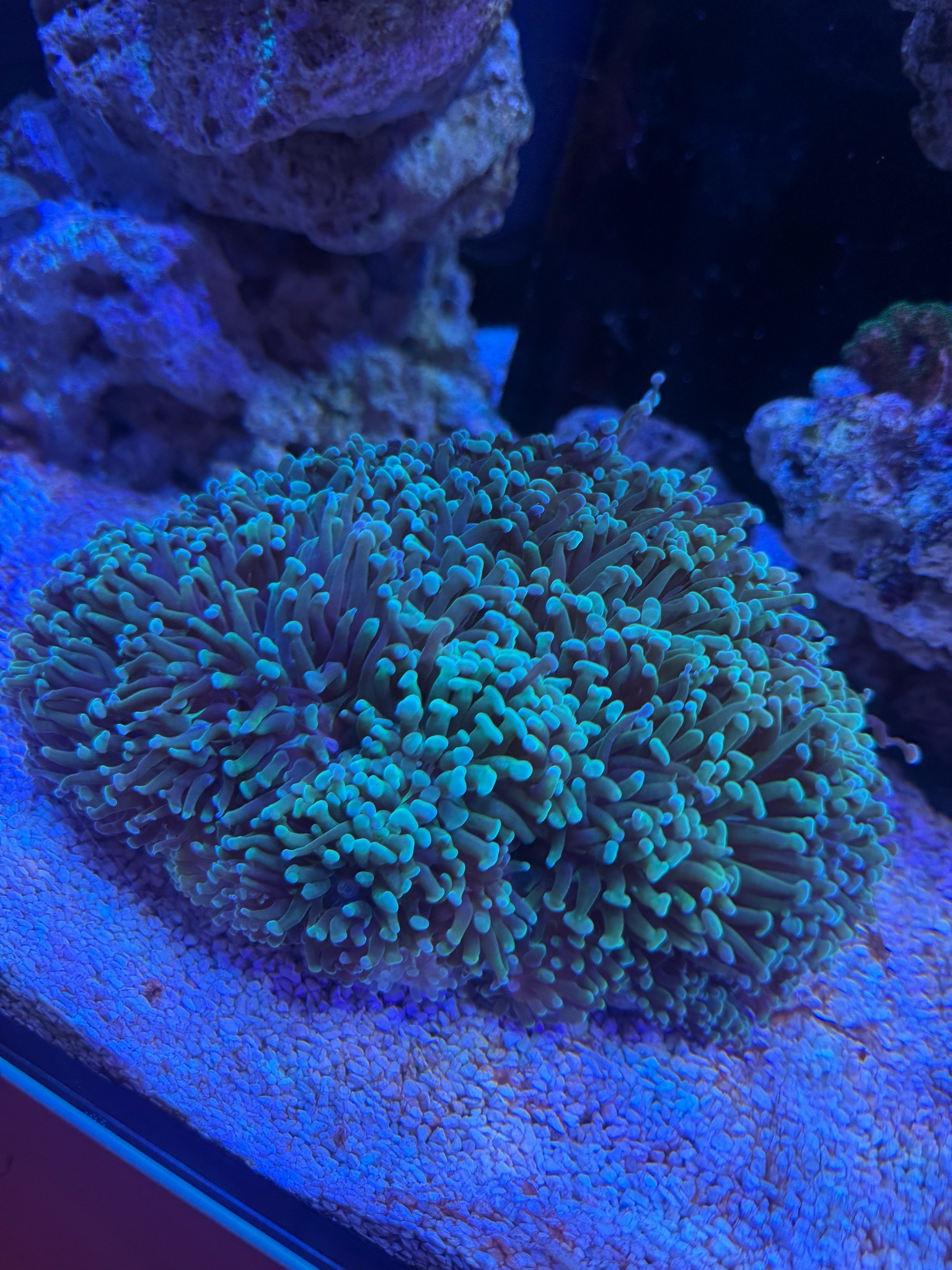 Copperband butterflyfish mandarinfish and bubble tip anemone showcase - Copperband Butterflyfish, Mandarinfish, Bubble Tip An (photo 8)
