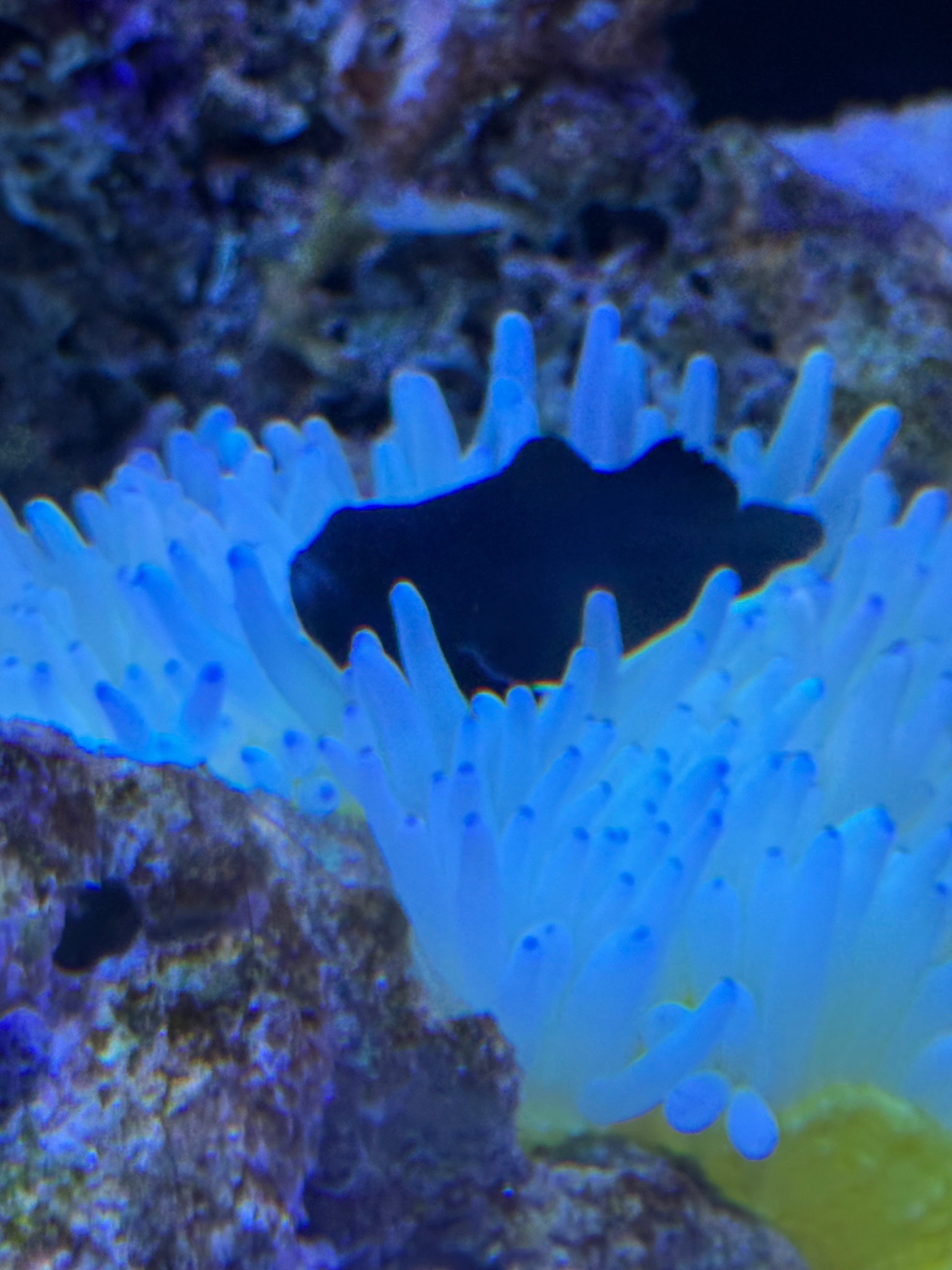 Copperband butterflyfish mandarinfish and bubble tip anemone showcase - Copperband Butterflyfish, Mandarinfish, Bubble Tip An (photo 3)