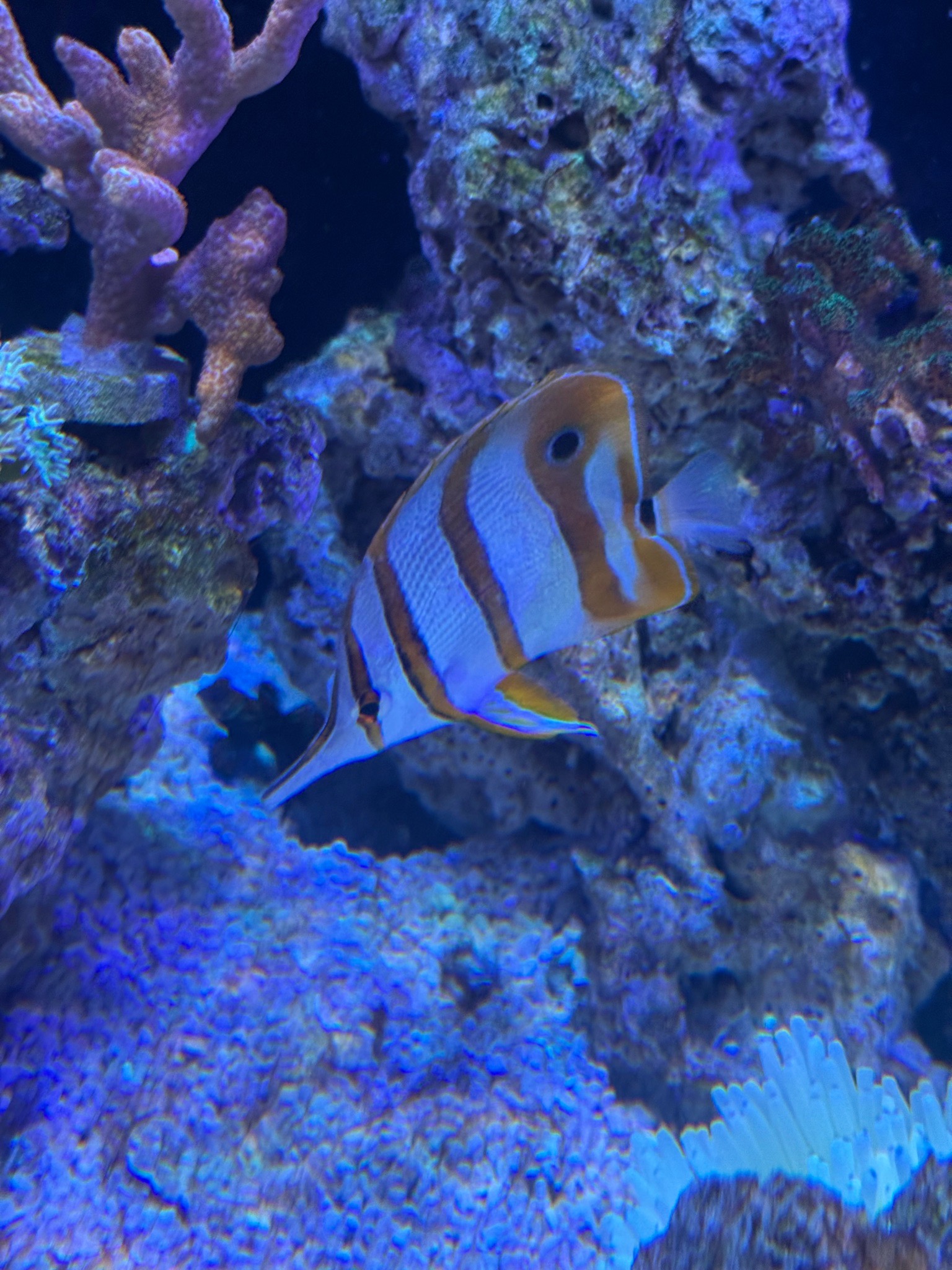 Copperband butterflyfish mandarinfish and bubble tip anemone showcase - Copperband Butterflyfish, Mandarinfish, Bubble Tip An