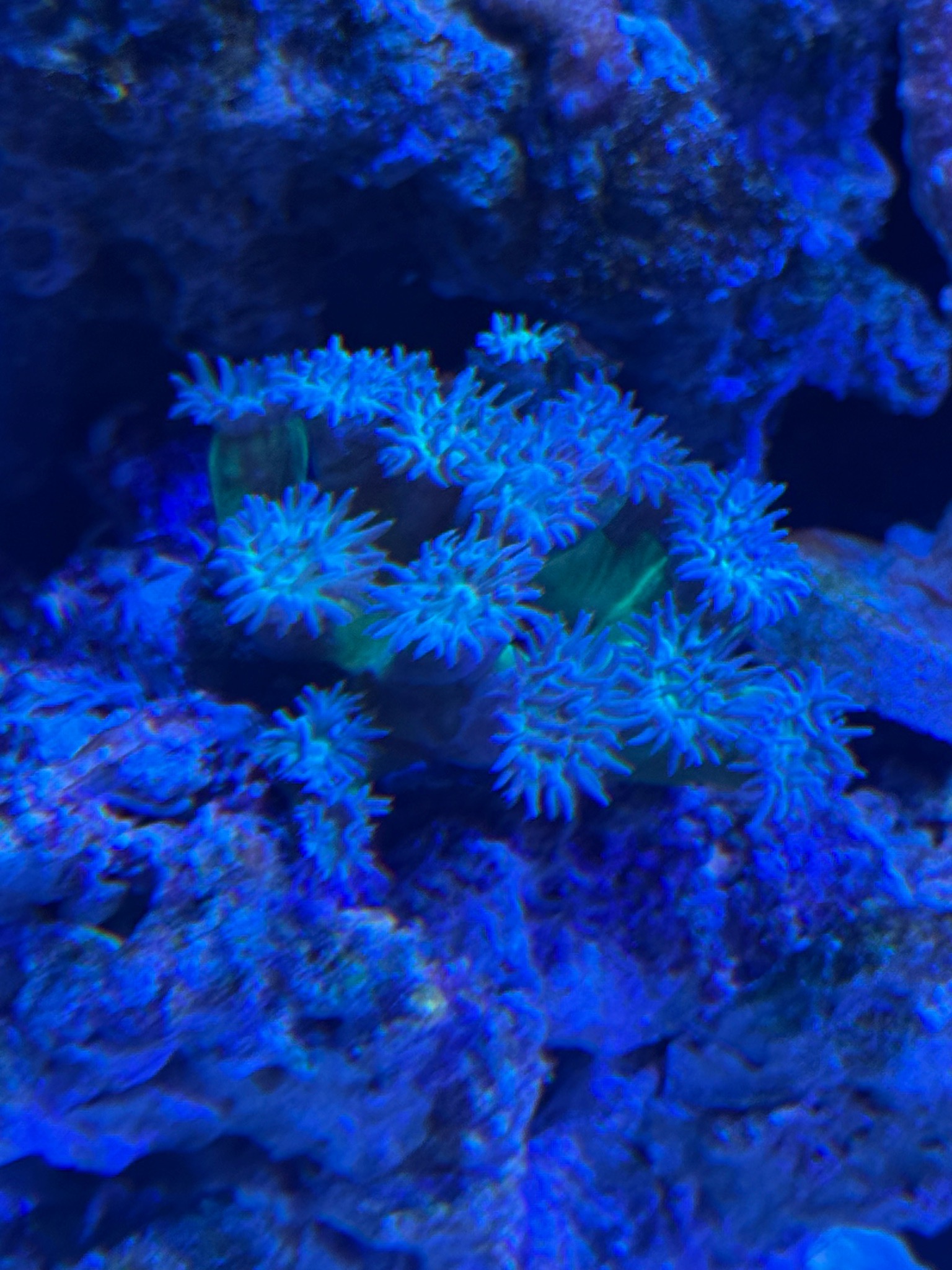 Copperband butterflyfish mandarinfish and bubble tip anemone showcase - Copperband Butterflyfish, Mandarinfish, Bubble Tip An (photo 7)