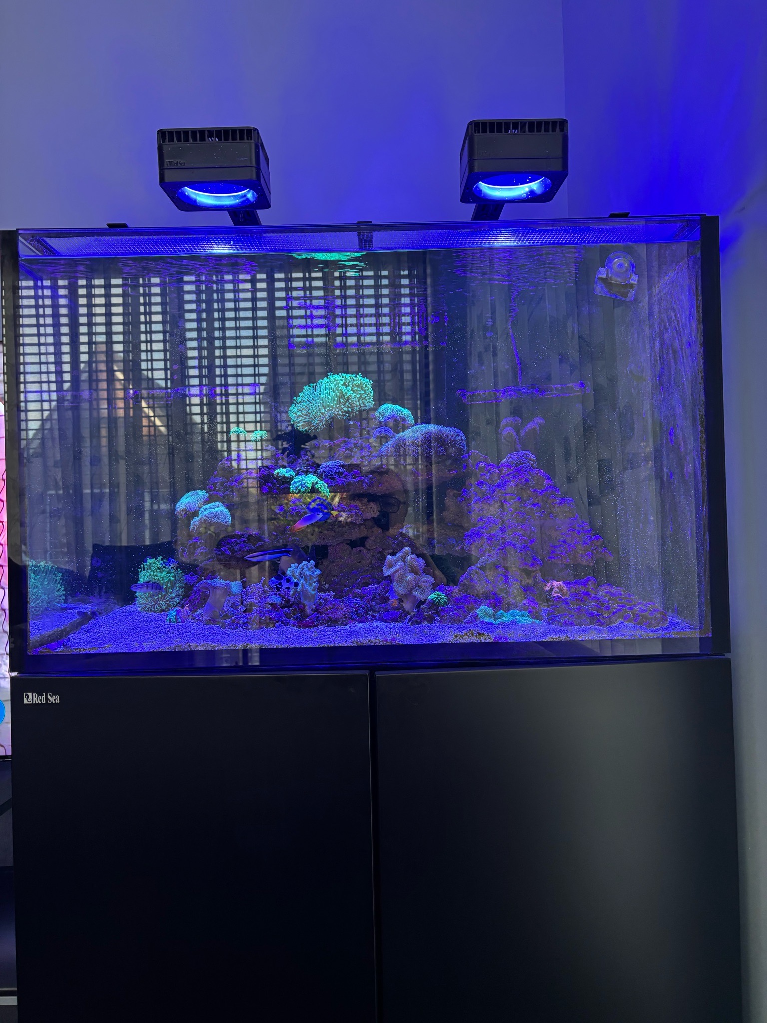 Red Sea reef tank with torch coral mushroom coral and zoanthids - Torch Coral, Mushroom Coral, Zoanthids