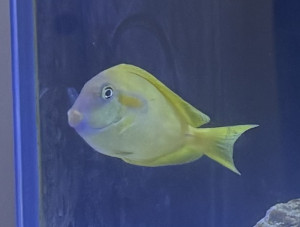Orange Shoulder Tang