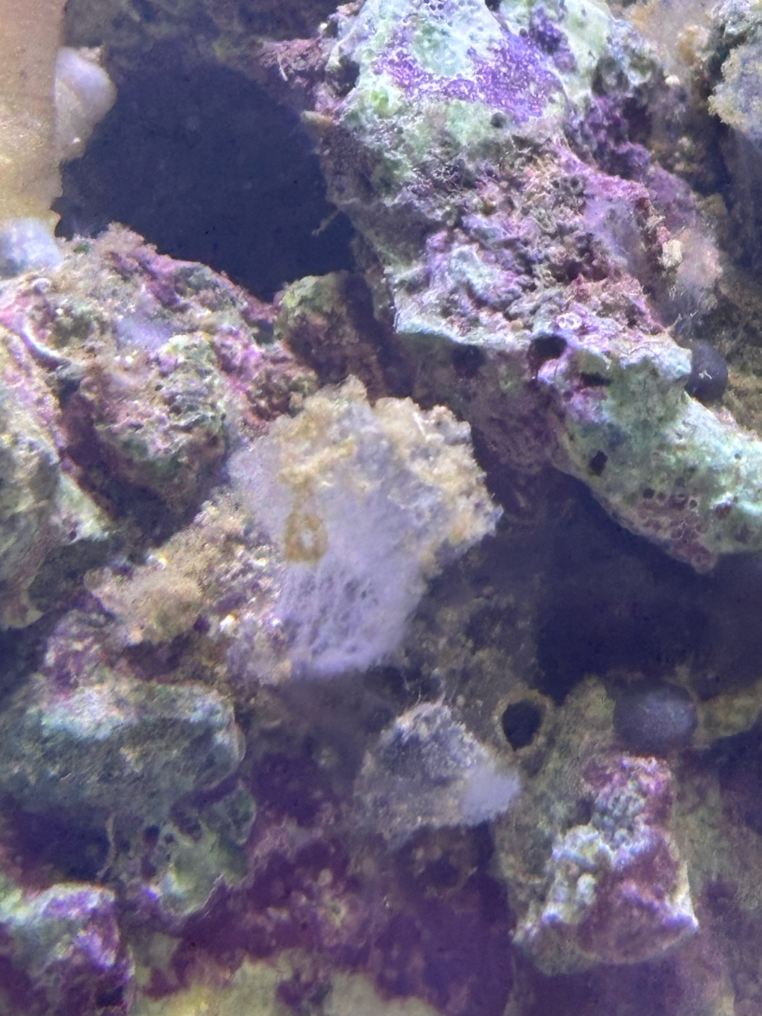 What is the white spongey growth on my live rock