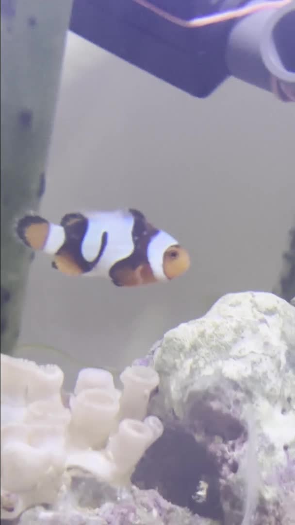 Why do my fish have white spots could it be ich