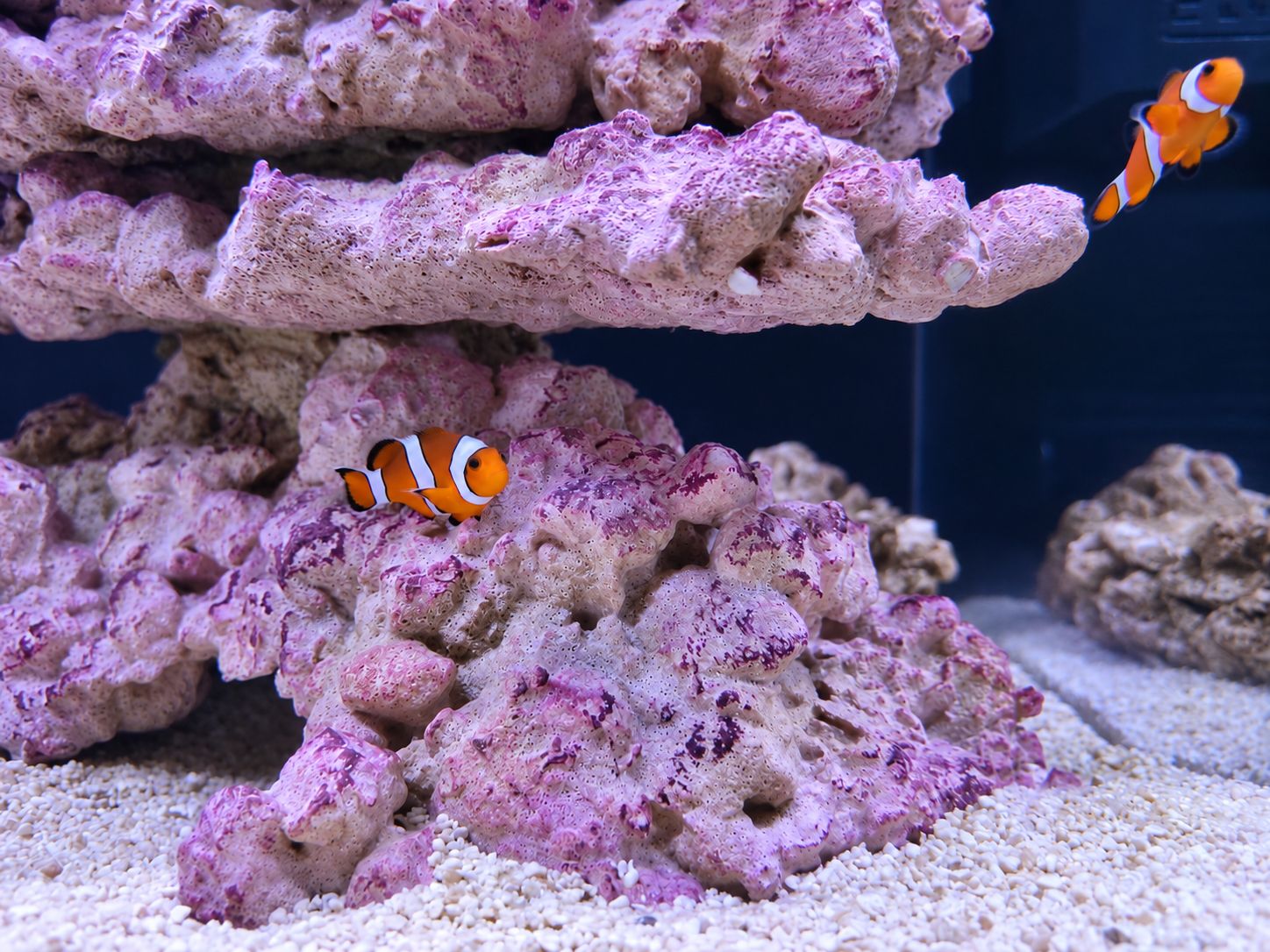 Clownfish swimming around live rock in reef aquarium - clownfish