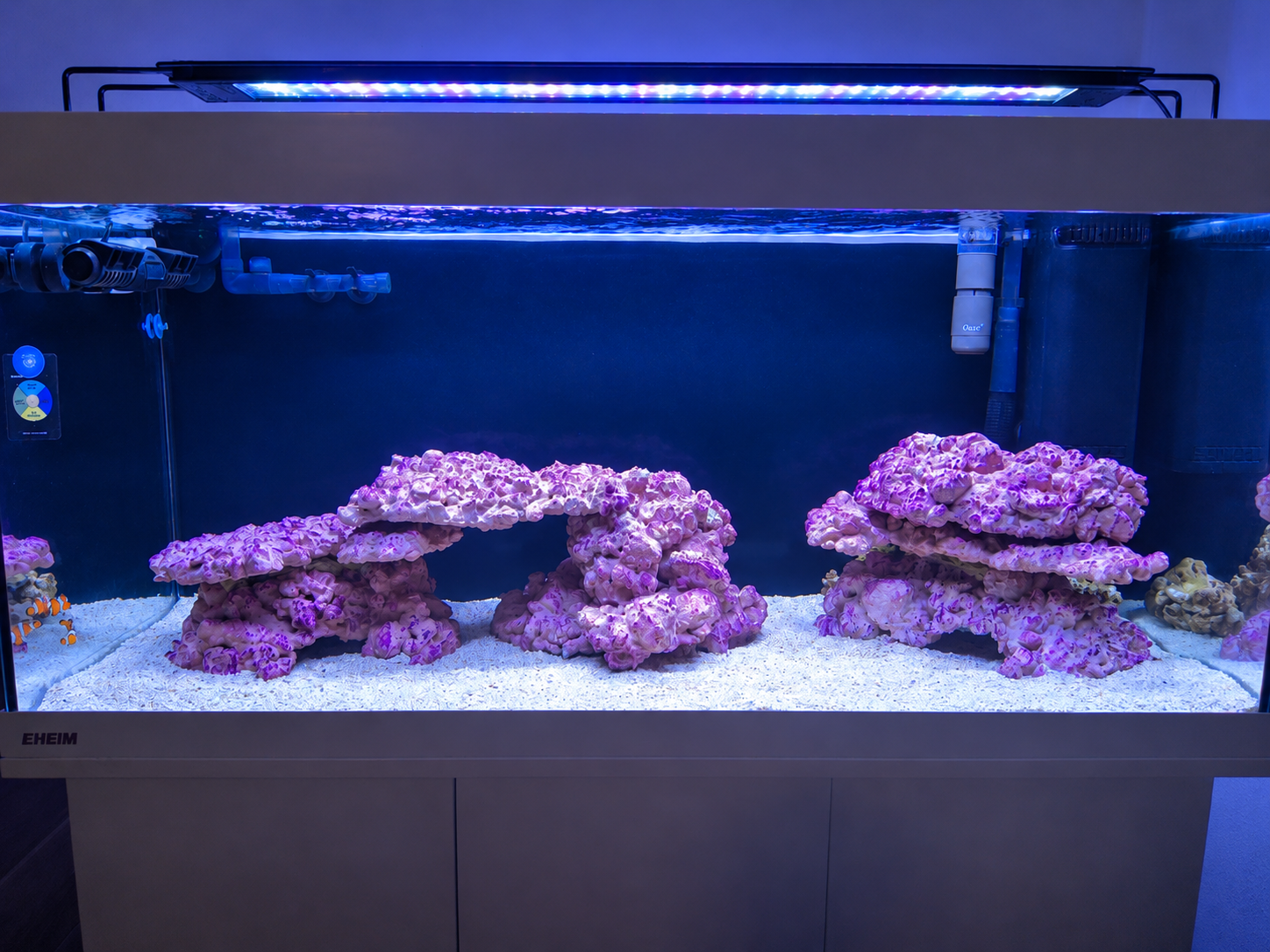 First 5 weeks of reef aquarium setup preparing for corals