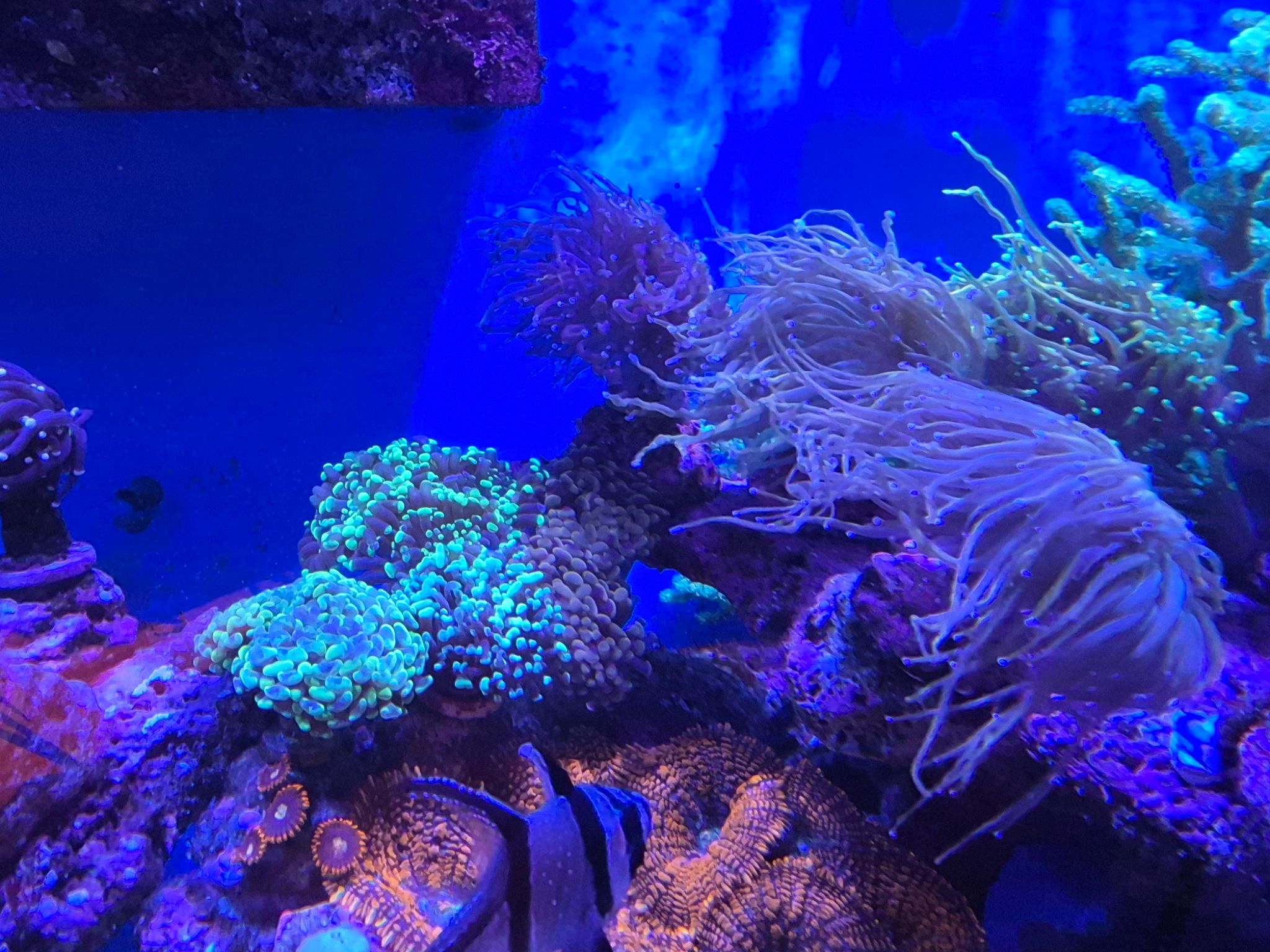 Reef tank post by Gamatanque (photo 3)