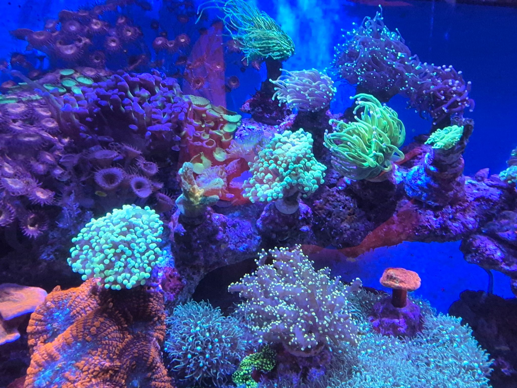 Reef tank post by Gamatanque (photo 2)