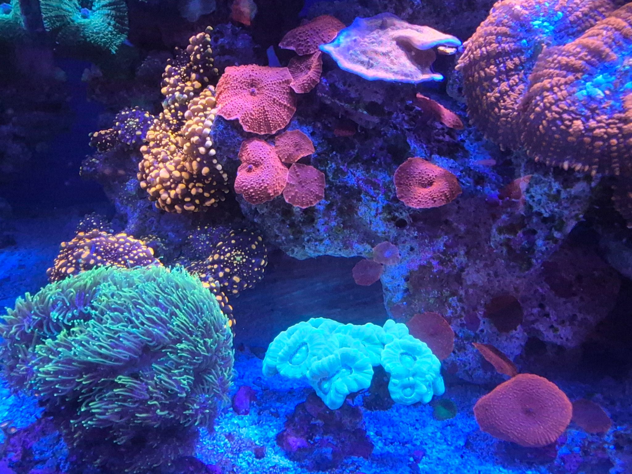 Reef tank post by Gamatanque
