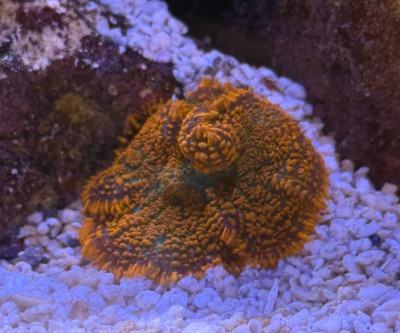 Coral Library Preview