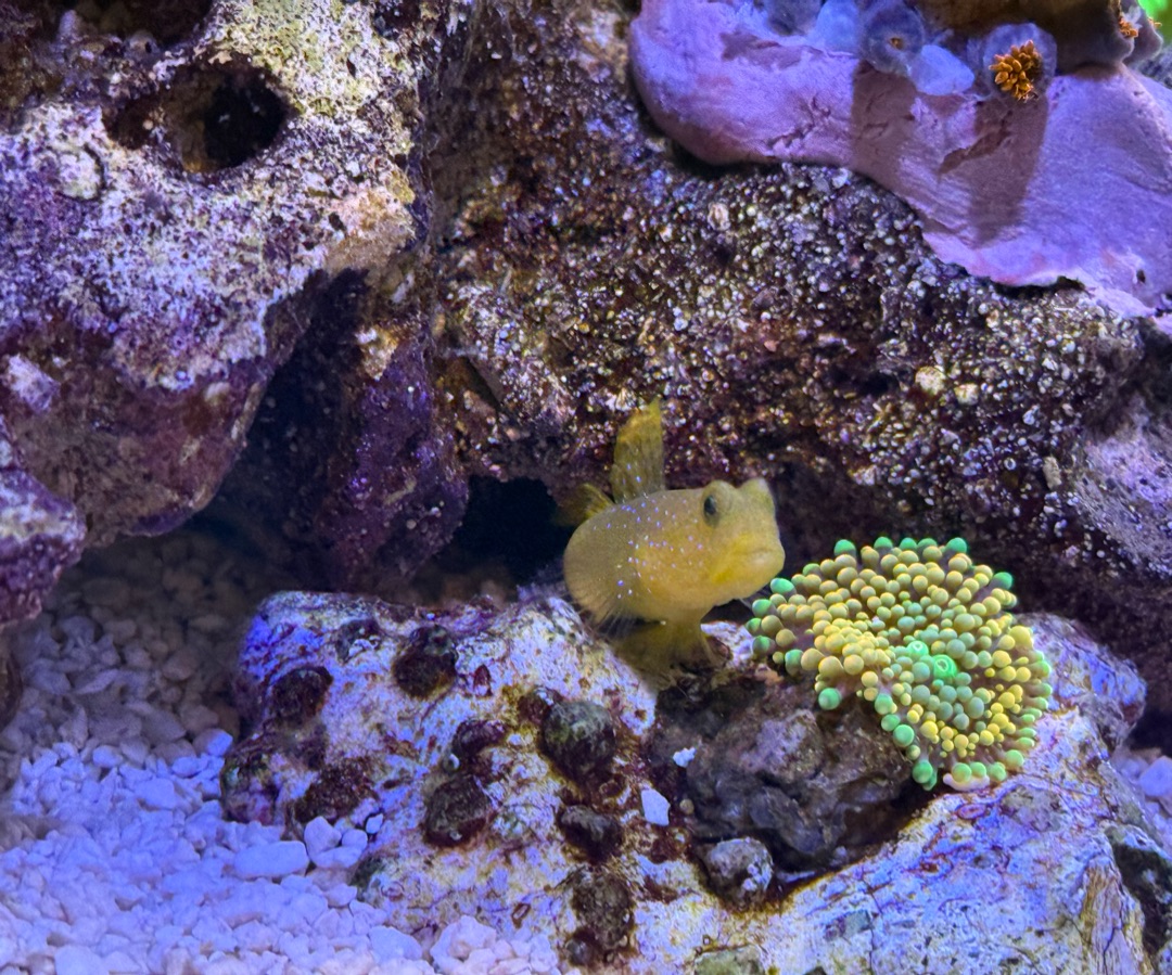 Yellow Watchman Goby