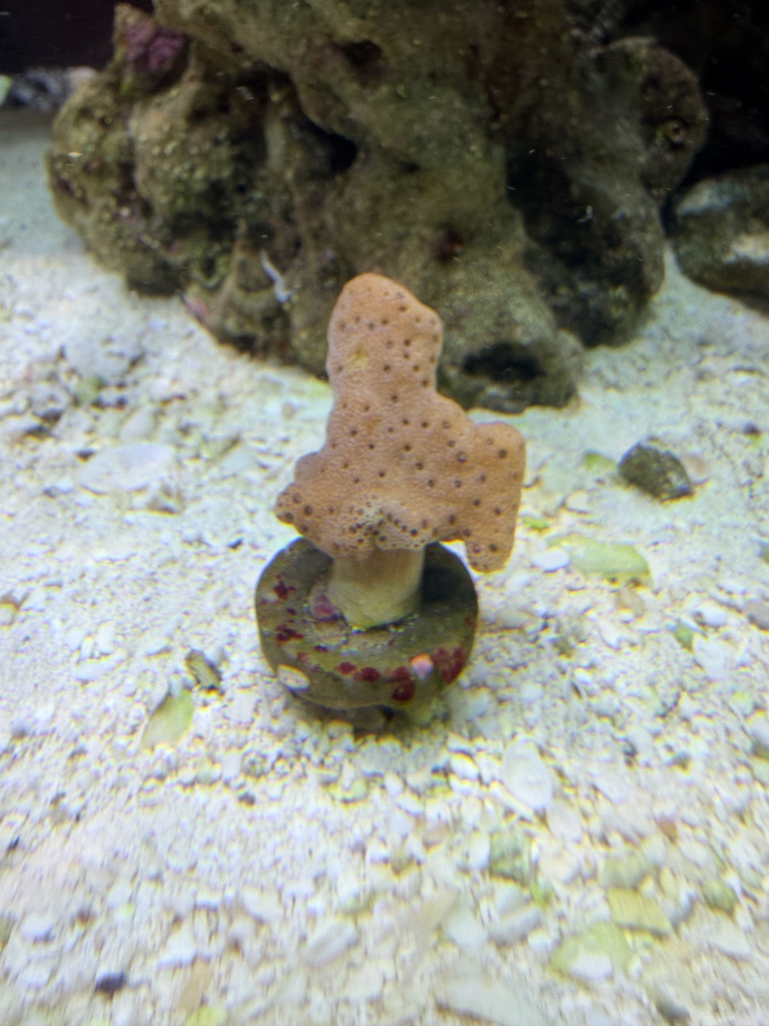 How to identify this mushroom coral species - mushroom coral