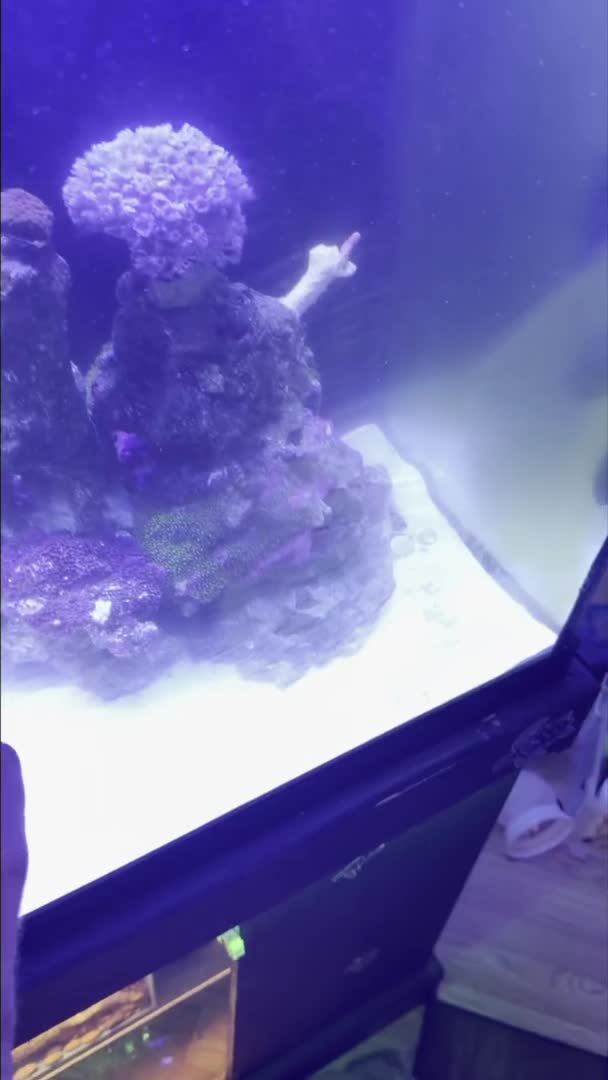 Need some help combating this algae unsure what is causing it but have a feeling my SIL do...