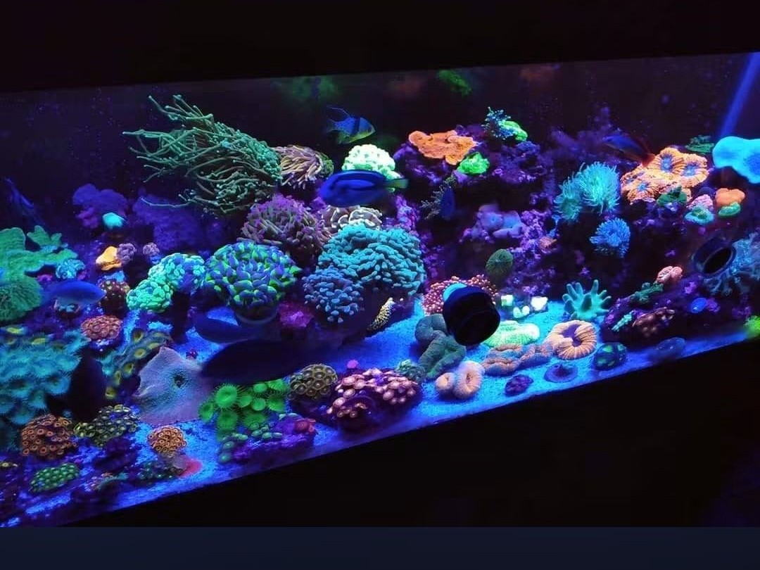 Tank Image