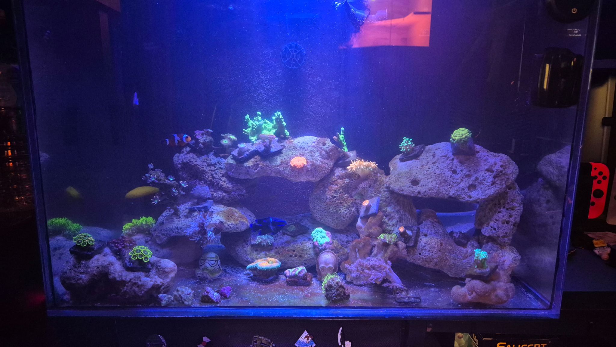 How to arrange zoanthids clownfish and yellow tang in reef tank - zoanthids, clownfish, yellow tang