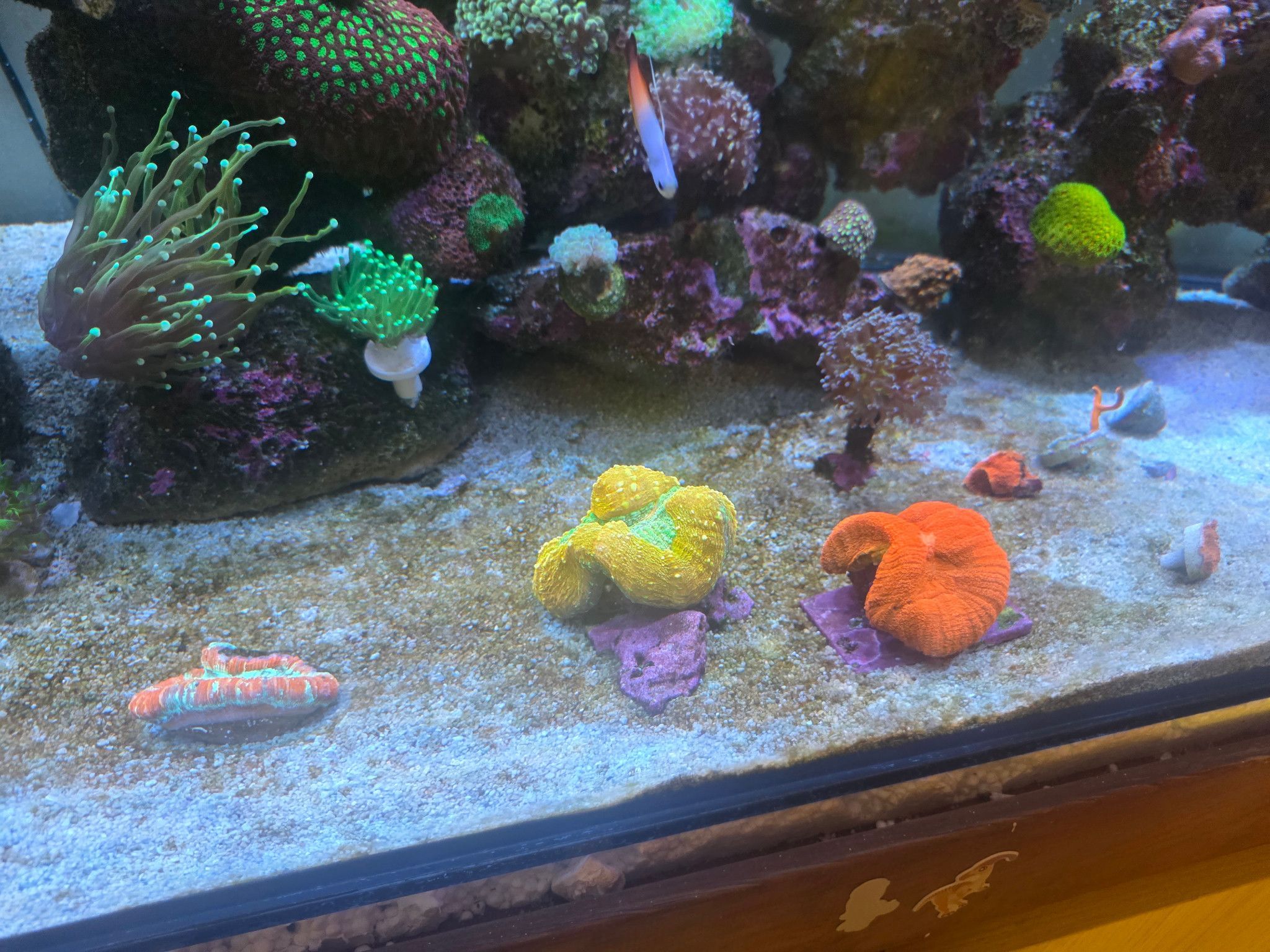 What is causing brown algae only on sand in reef tank - coral, anemone (photo 3)
