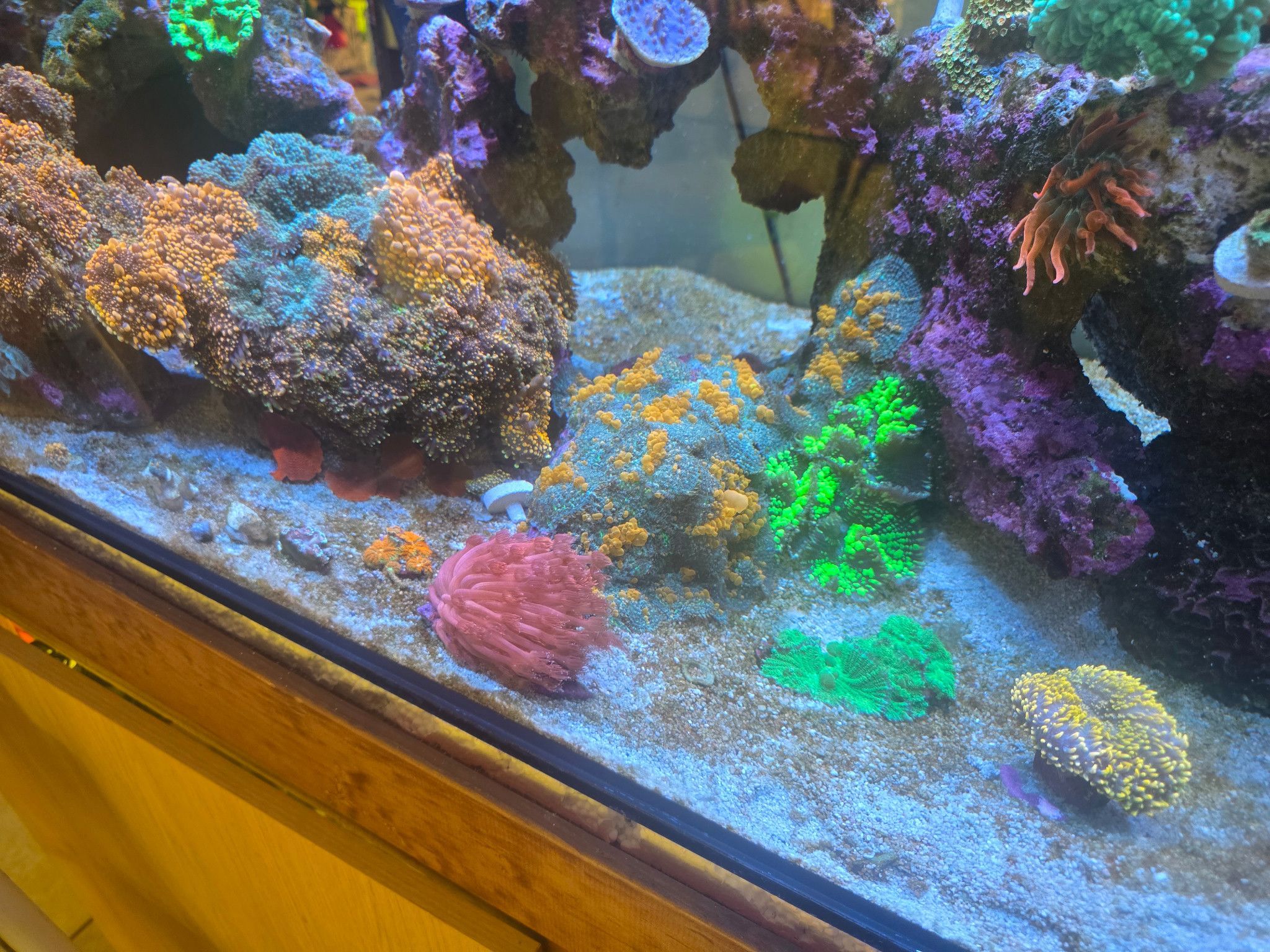 What is causing brown algae only on sand in reef tank - coral, anemone (photo 2)