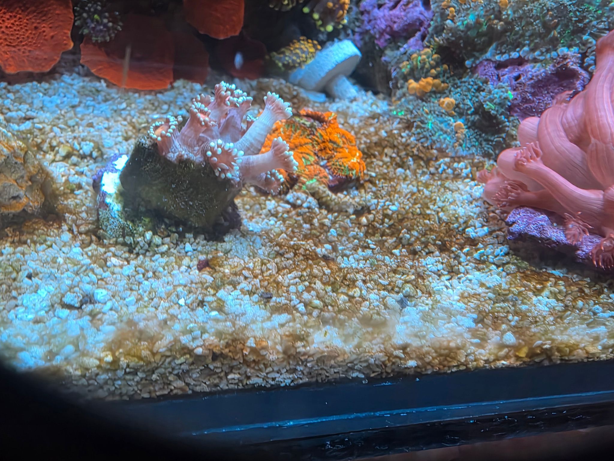 What is causing brown algae only on sand in reef tank - coral, anemone