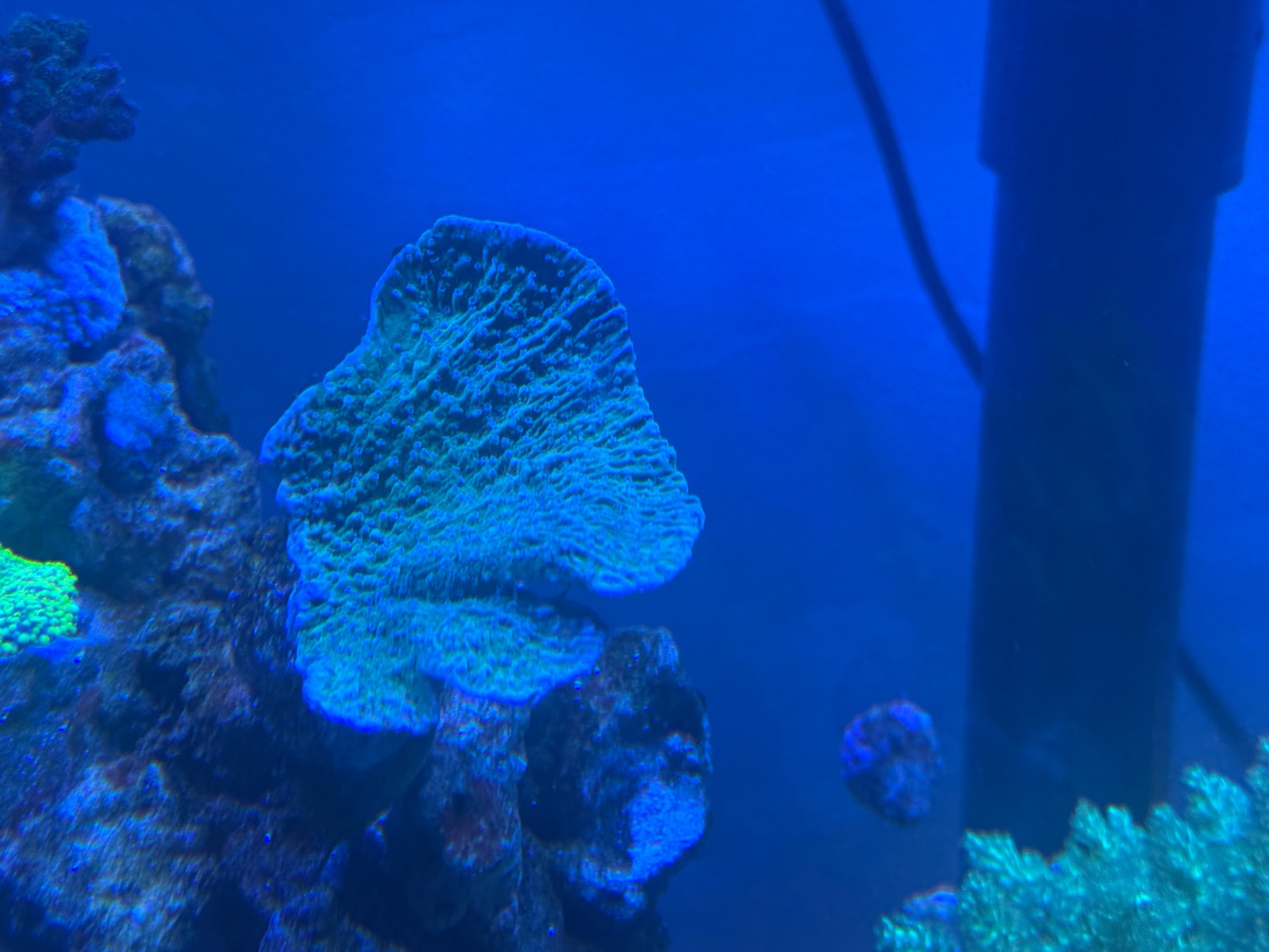 Montipora coral showcase under blue LED lighting - Montipora coral