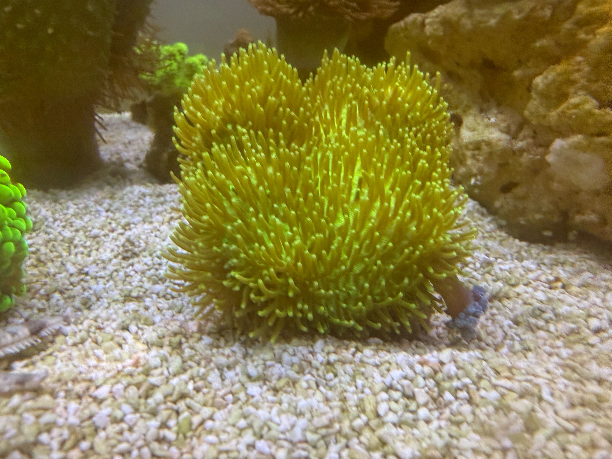 Soft coral zoanthids and montipora coral showcase - soft coral, zoanthids, Montipora (photo 3)