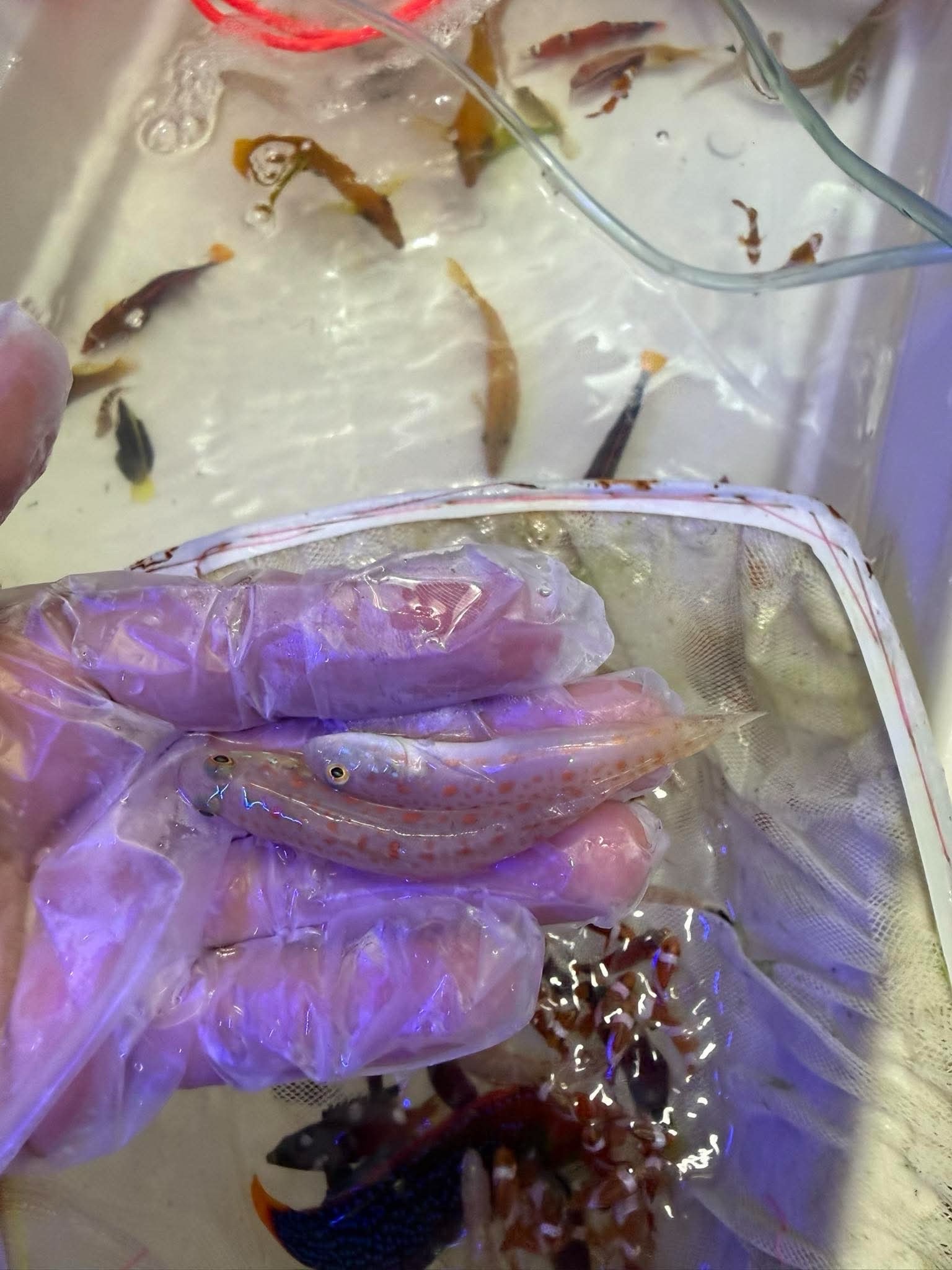 Goby shrimp and wrasse reef livestock showcase - goby, shrimp, wrasse