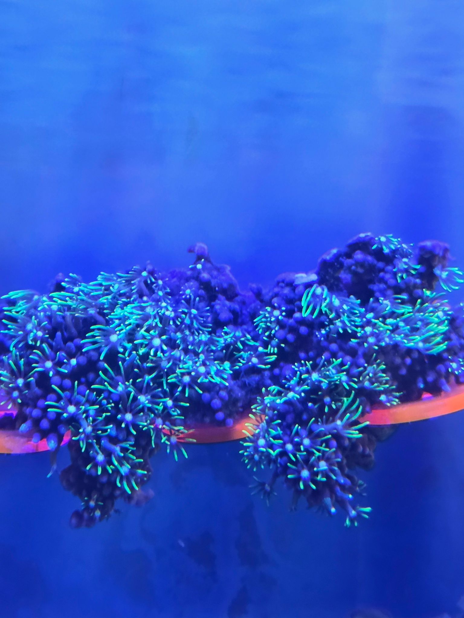 Will green star polyps attach to back glass in reef tanks - GSP